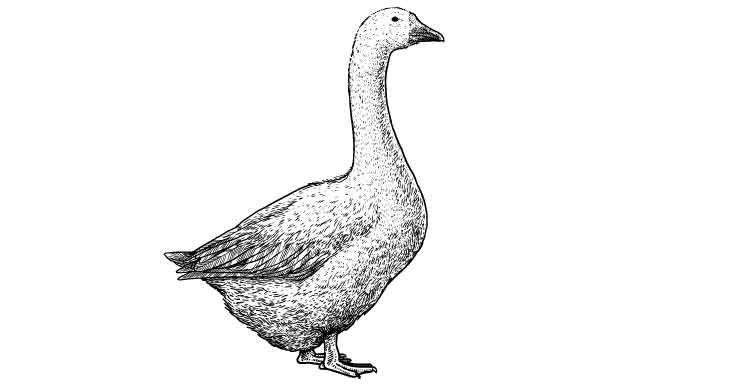 black and white vector lineart of a goose.